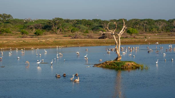 bundala bird watching safari, Sri Lanka